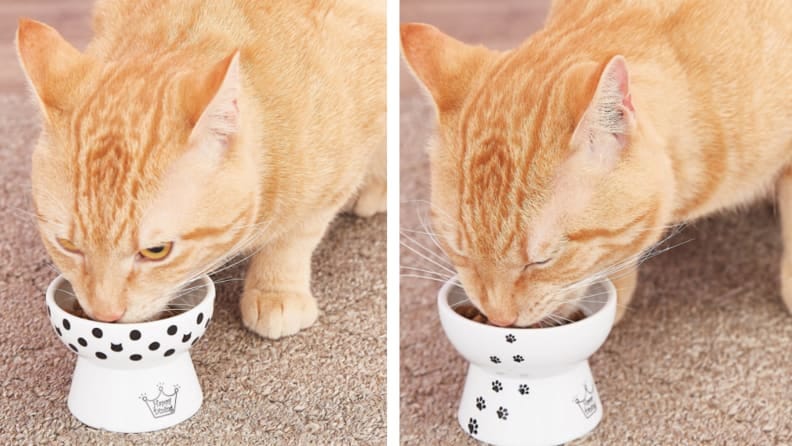 chewy elevated cat bowls